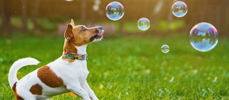 The Truth Behind How Old Is a Dog in Human Years