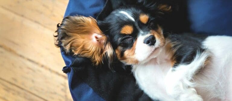 Let Sleeping Dogs Lie