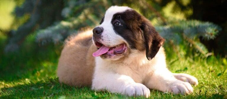 5 Reasons to Get St. Bernard Puppies