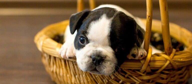 Why Buying Newborn Puppies Is Important