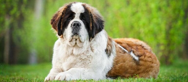Why Get a Saint Bernard This Year?