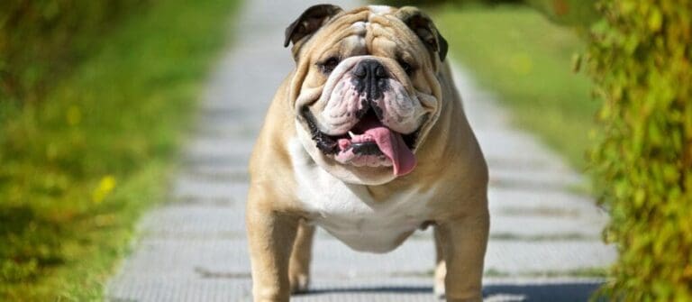 How to Make Sure Your Bulldog Stays Healthy Throughout Its Entire Lifetime