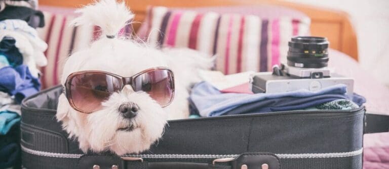Reasons to Take Your Dog On Your Spring-cation