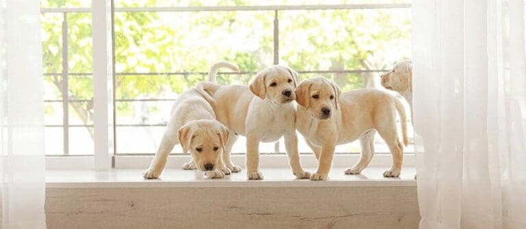 Why You’ll Fall in Love with Lab Puppies