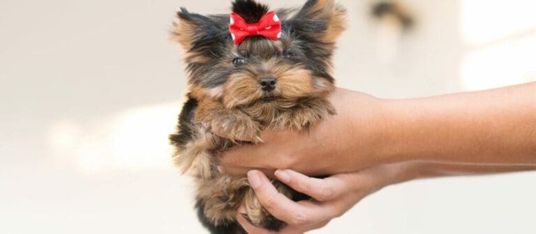Too Cute Teacup Puppies