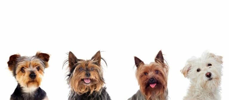 Understanding the Different Types of Dogs