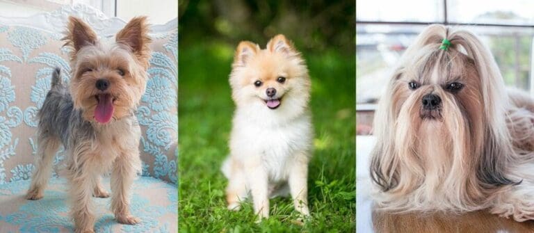 3 Cute Dogs You Need This Summer