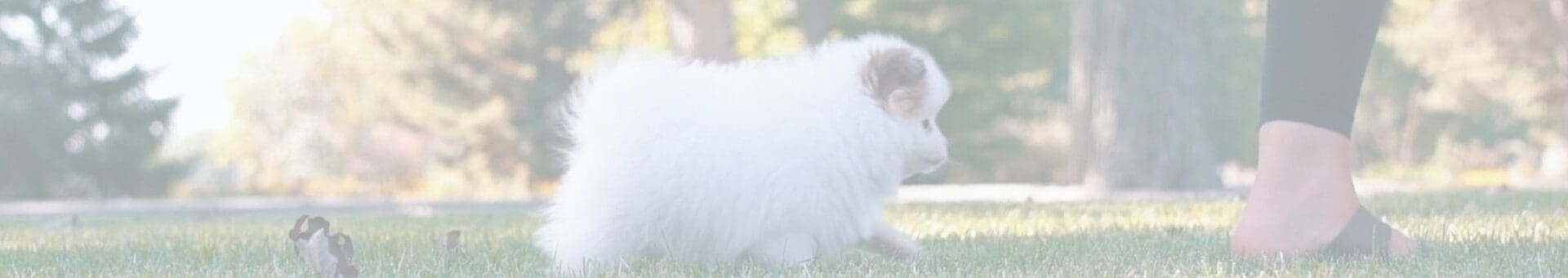 Charlotte Dog Club Reviews - What Our Puppy Parents Say