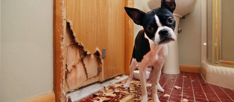 How to Make your Puppy’s Bad Habits a Thing of the Past