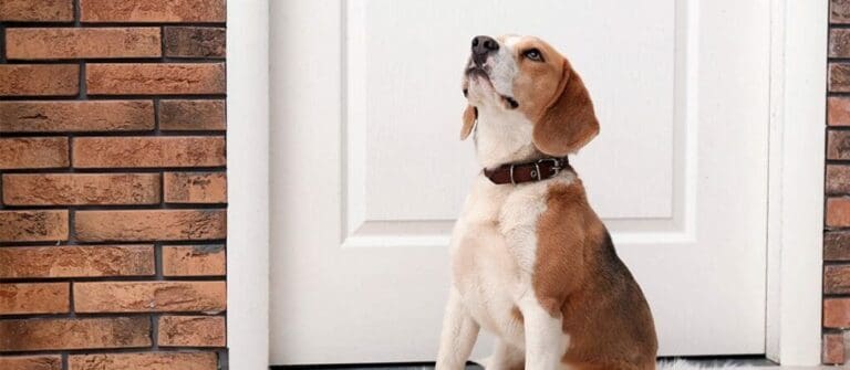 Tips for Using the Bell Potty Training Method with your Puppy