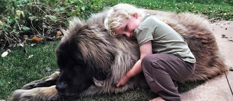 Benefits of Buying a Gentle Giant Dog Breed