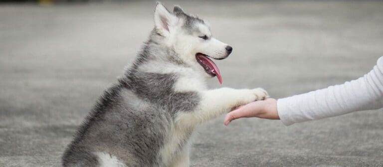 5 Best Dog Breeds for Hiking