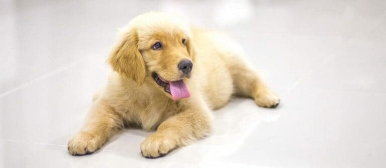 Milestones for a 4 Month Old Puppy