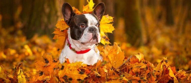 How to Prepare for Apartment Puppies for the Fall