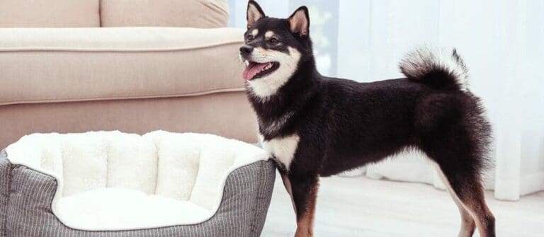 3 Rooms You Must Puppy Proof