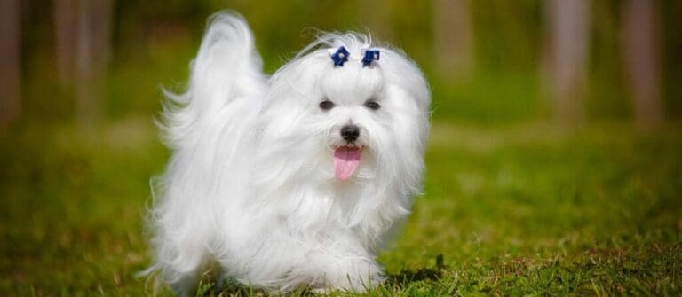 A few Reasons to Love Maltese Puppies