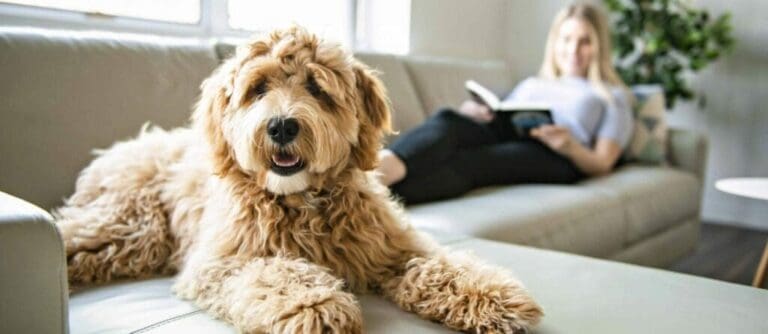 Caring for No Shed Puppies