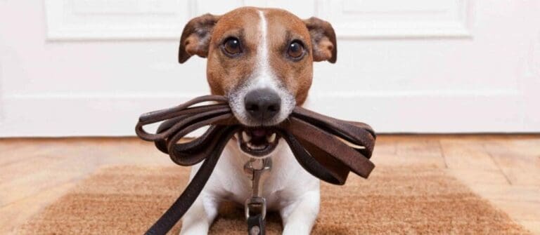 Should I bring my puppy?