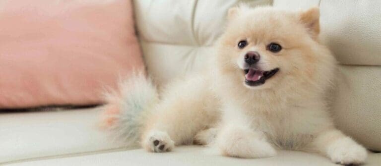 How to Prepare for an Apartment Puppy