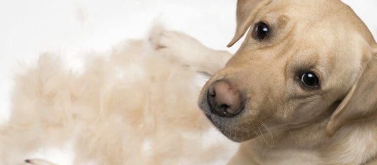 Why Do Dogs Shed, Anyway?