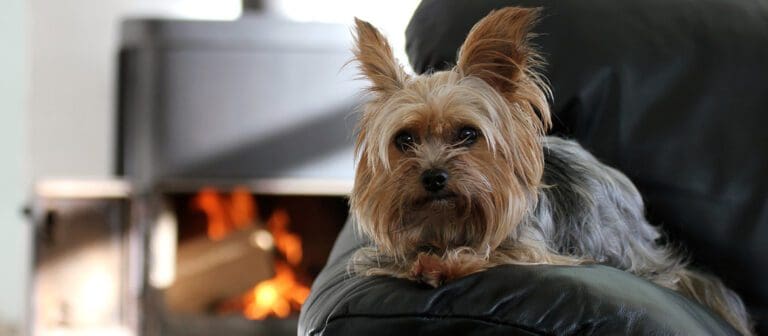 How to Properly Care for Small Dogs