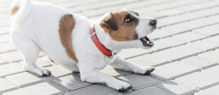 Why some dogs bark and others don’t