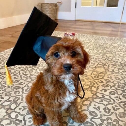 Puppy PreSchool Training