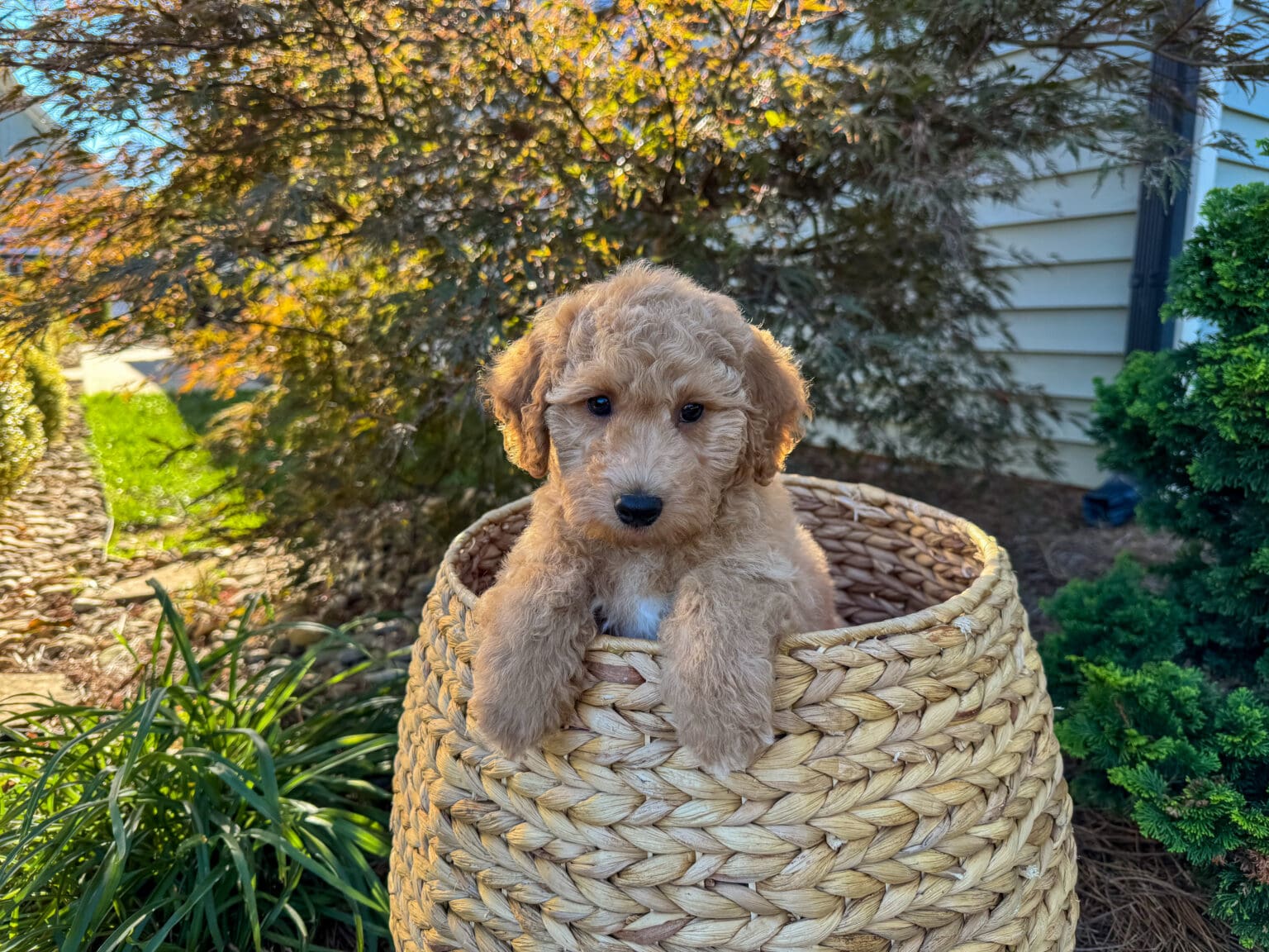 During Puppy Preschool training, the puppies are introduced to Housebreaking, Crate Training, Playpen Training, Basic Commands, Socialization and so much more! Check out our training page <a href="https://charlottedogclub.com/puppy-training/"><strong>Puppy Preschool.</strong></a>

To reduce training regression when going into a new environment, we do recommend to set up your home with the same products that your puppy is trained to use, in Puppy Preschool! For each pre-trained puppy, it is required to purchase a Snuggle Puppy, the harness and leash package, the puppy starter kit, and a playpen, from the Dog Club Collection, to ensure that familiarity!