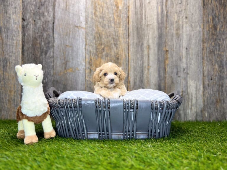 Sabrina Charlotte Dog Club