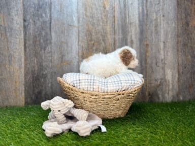 Cavapoo Storage Basket Cavapoo Storage Basket