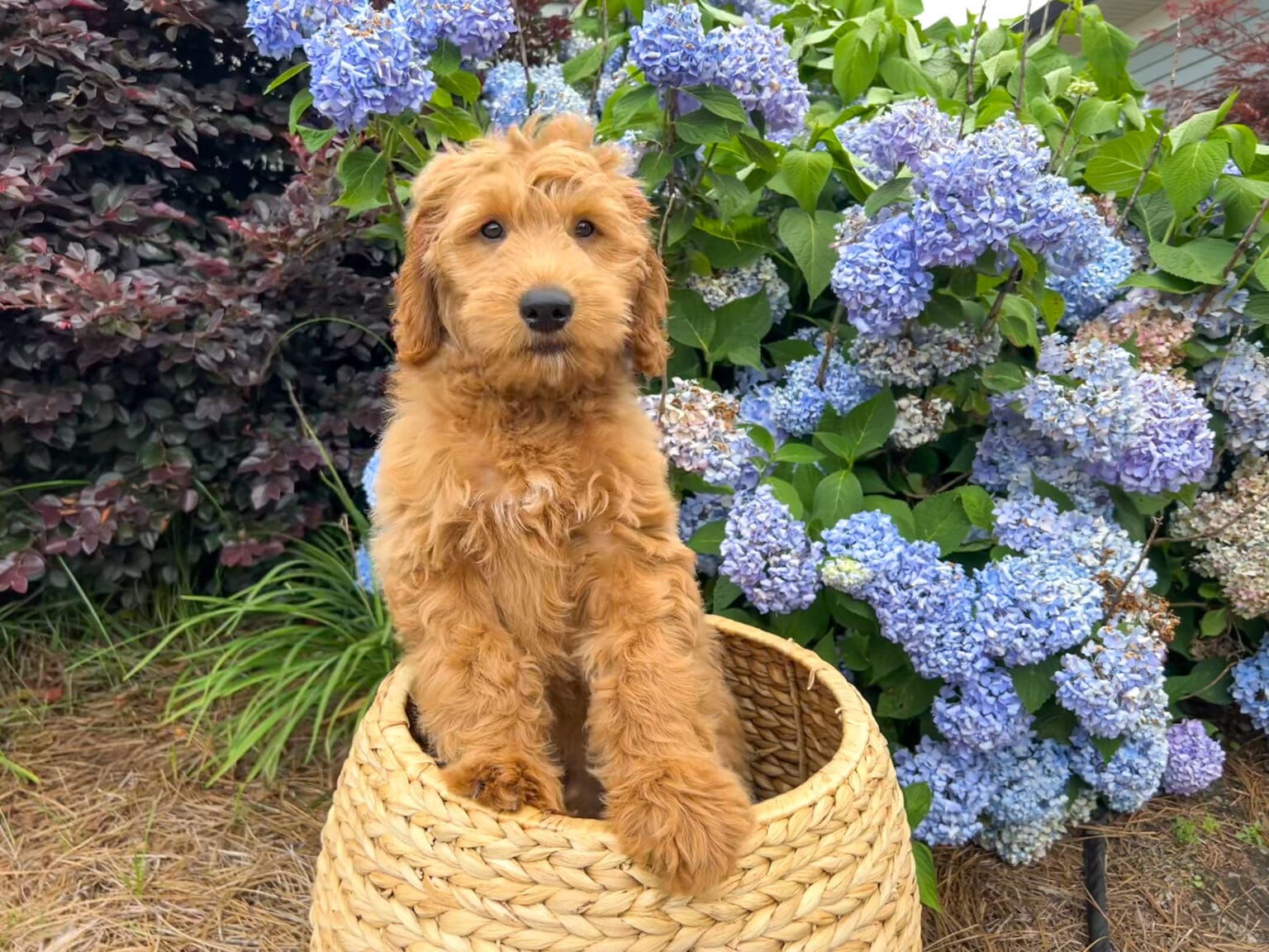 This Goldendoodle puppy has successfully completed 4 weeks of Puppy Preschool! Throughout this course, he has developed essential foundational skills including crate training, independence training, potty training, and confident leash walking skills. He has also learned key obedience commands such as sit, down, come, and even a fun trick- shake! We're proud of the progress this pup has made and are excited for his bright future ahead.