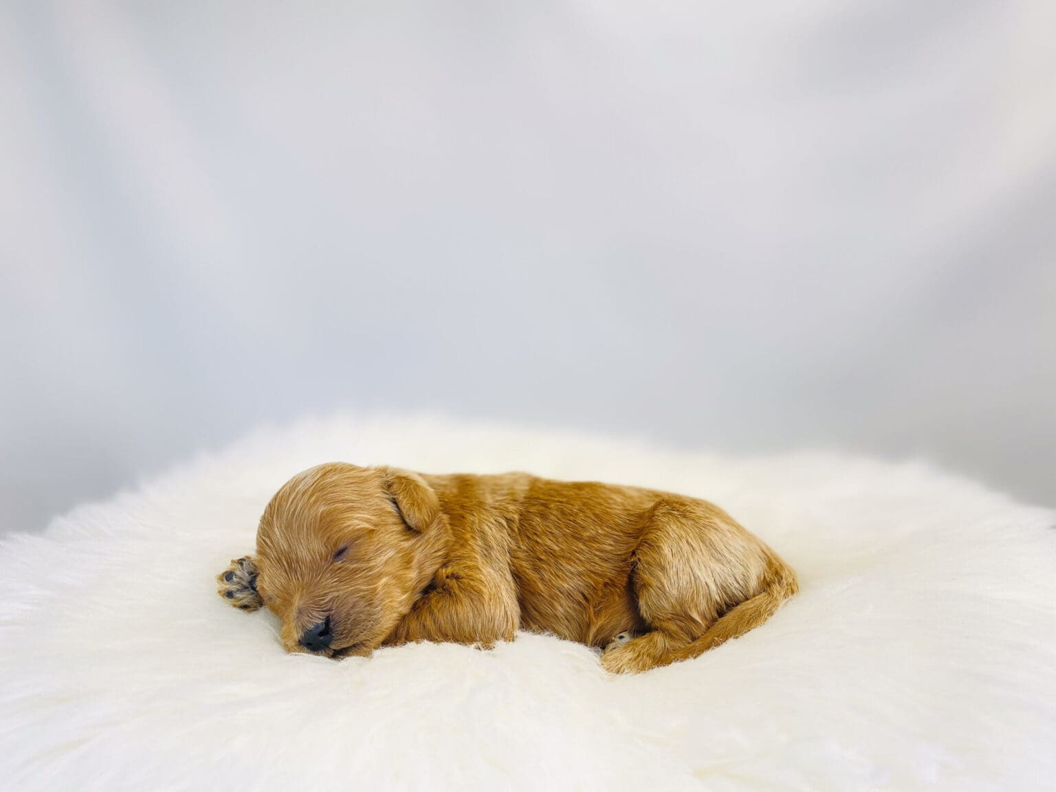 I am just a tiny baby and would love to join your family soon! Of course, you can’t see how cute and curly I will be when I get older, so the Dog Club will send updated photos when I am about 6 to 7 weeks old, if you choose to adopt me. Infant puppy deposits are refundable or transferrable.