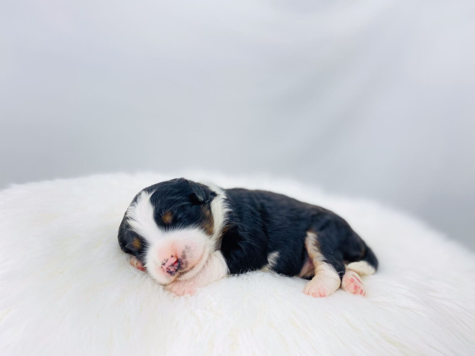 I am just a tiny baby and would love to join your family soon! Of course, you can’t see how cute and curly I will be when I get older, so the Dog Club will send updated photos when I am about 6 to 7 weeks old, if you choose to adopt me. Infant puppy deposits are refundable or transferrable.