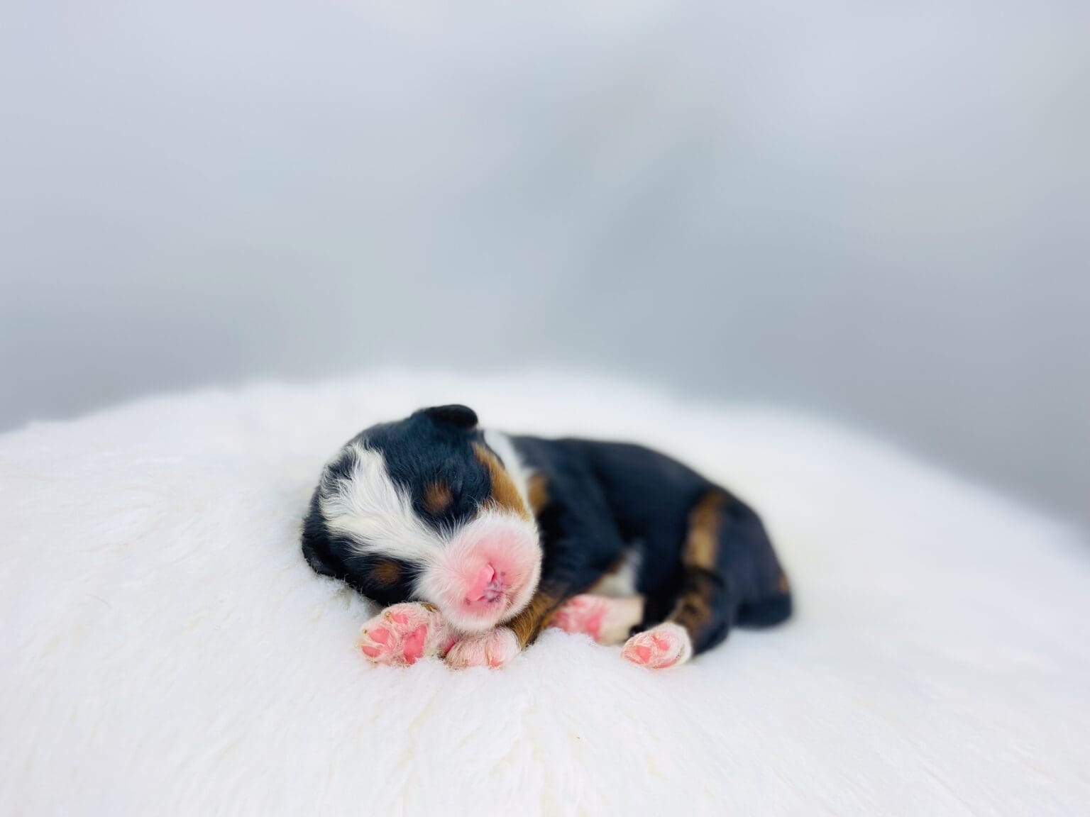 I am just a tiny baby and would love to join your family soon! Of course, you can’t see how cute and curly I will be when I get older, so the Dog Club will send updated photos when I am about 6 to 7 weeks old, if you choose to adopt me. Infant puppy deposits are refundable or transferrable.