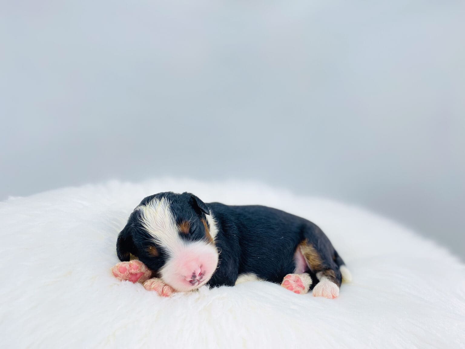 I am just a tiny baby and would love to join your family soon! Of course, you can’t see how cute and curly I will be when I get older, so the Dog Club will send updated photos when I am about 6 to 7 weeks old, if you choose to adopt me. Infant puppy deposits are refundable or transferrable.