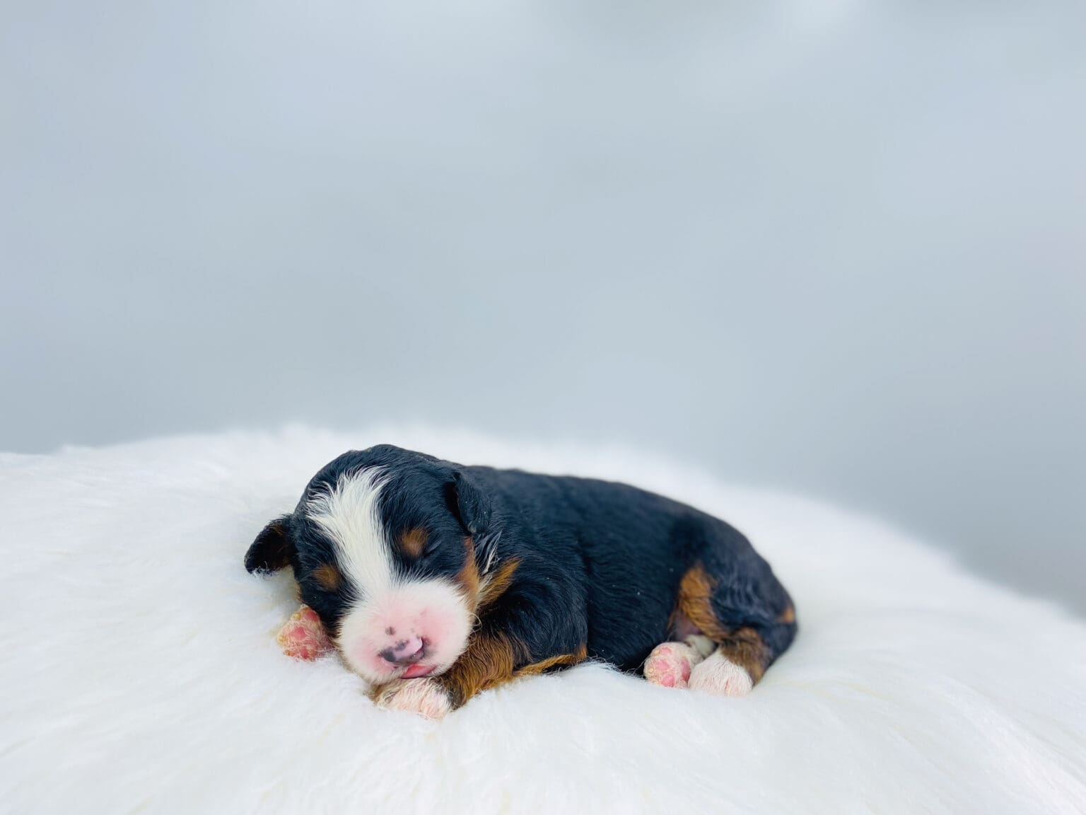 I am just a tiny baby and would love to join your family soon! Of course, you can’t see how cute and curly I will be when I get older, so the Dog Club will send updated photos when I am about 6 to 7 weeks old, if you choose to adopt me. Infant puppy deposits are refundable or transferrable.