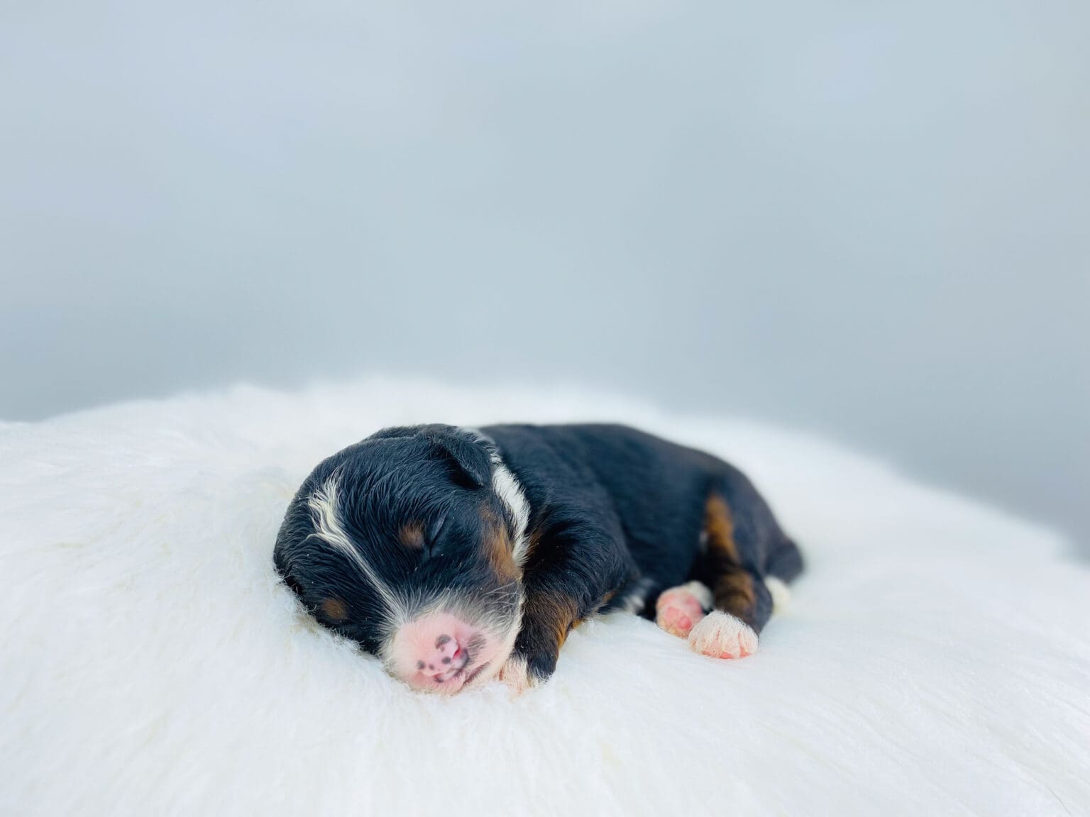 I am just a tiny baby and would love to join your family soon! Of course, you can’t see how cute and curly I will be when I get older, so the Dog Club will send updated photos when I am about 6 to 7 weeks old, if you choose to adopt me. Infant puppy deposits are refundable or transferrable.