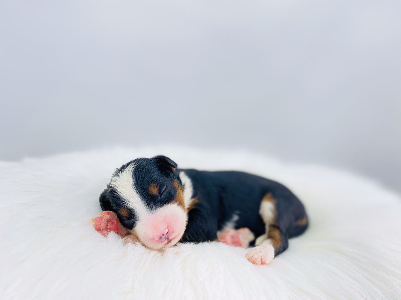 I am just a tiny baby and would love to join your family soon! Of course, you can’t see how cute and curly I will be when I get older, so the Dog Club will send updated photos when I am about 6 to 7 weeks old, if you choose to adopt me. Infant puppy deposits are refundable or transferrable.
