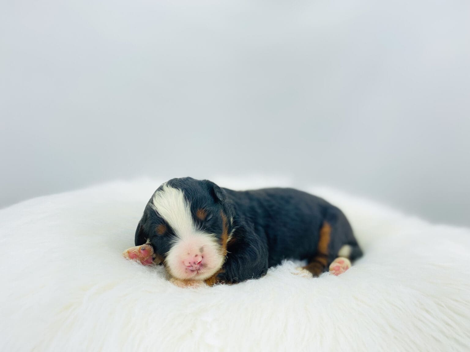 I am just a tiny baby and would love to join your family soon! Of course, you can’t see how cute and curly I will be when I get older, so the Dog Club will send updated photos when I am about 6 to 7 weeks old, if you choose to adopt me. Infant puppy deposits are refundable or transferrable.