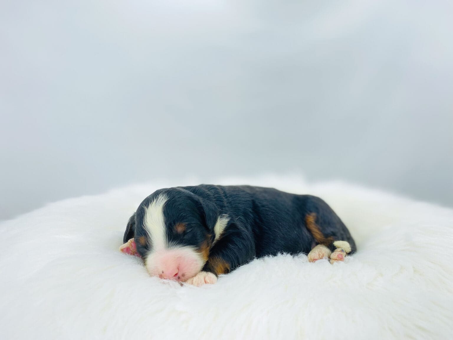 I am just a tiny baby and would love to join your family soon! Of course, you can’t see how cute and curly I will be when I get older, so the Dog Club will send updated photos when I am about 6 to 7 weeks old, if you choose to adopt me. Infant puppy deposits are refundable or transferrable.