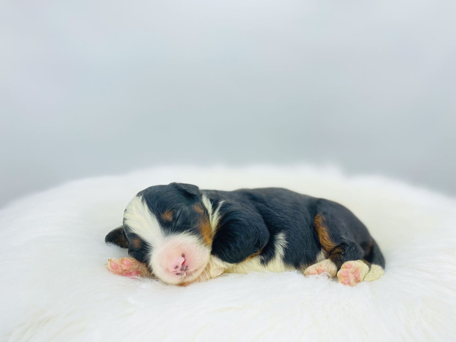 I am just a tiny baby and would love to join your family soon! Of course, you can’t see how cute and curly I will be when I get older, so the Dog Club will send updated photos when I am about 6 to 7 weeks old, if you choose to adopt me. Infant puppy deposits are refundable or transferrable.