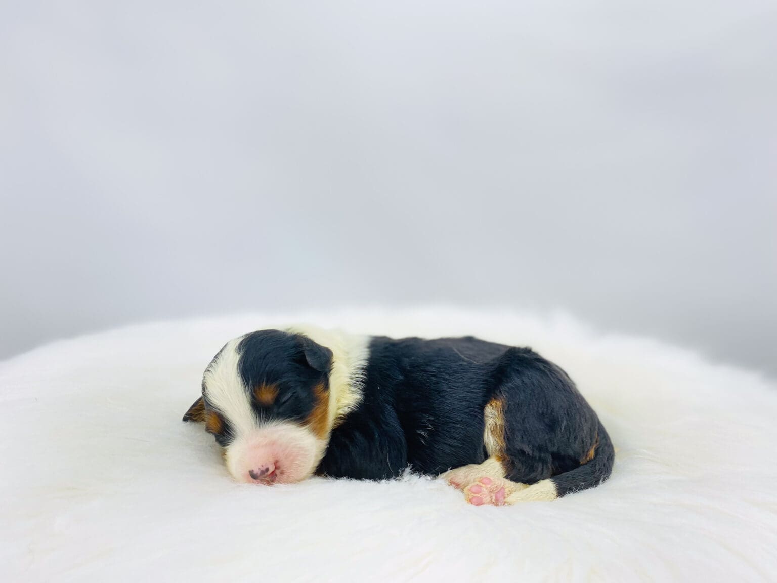 I am just a tiny baby and would love to join your family soon! Of course, you can’t see how cute and curly I will be when I get older, so the Dog Club will send updated photos when I am about 6 to 7 weeks old, if you choose to adopt me. Infant puppy deposits are refundable or transferrable.