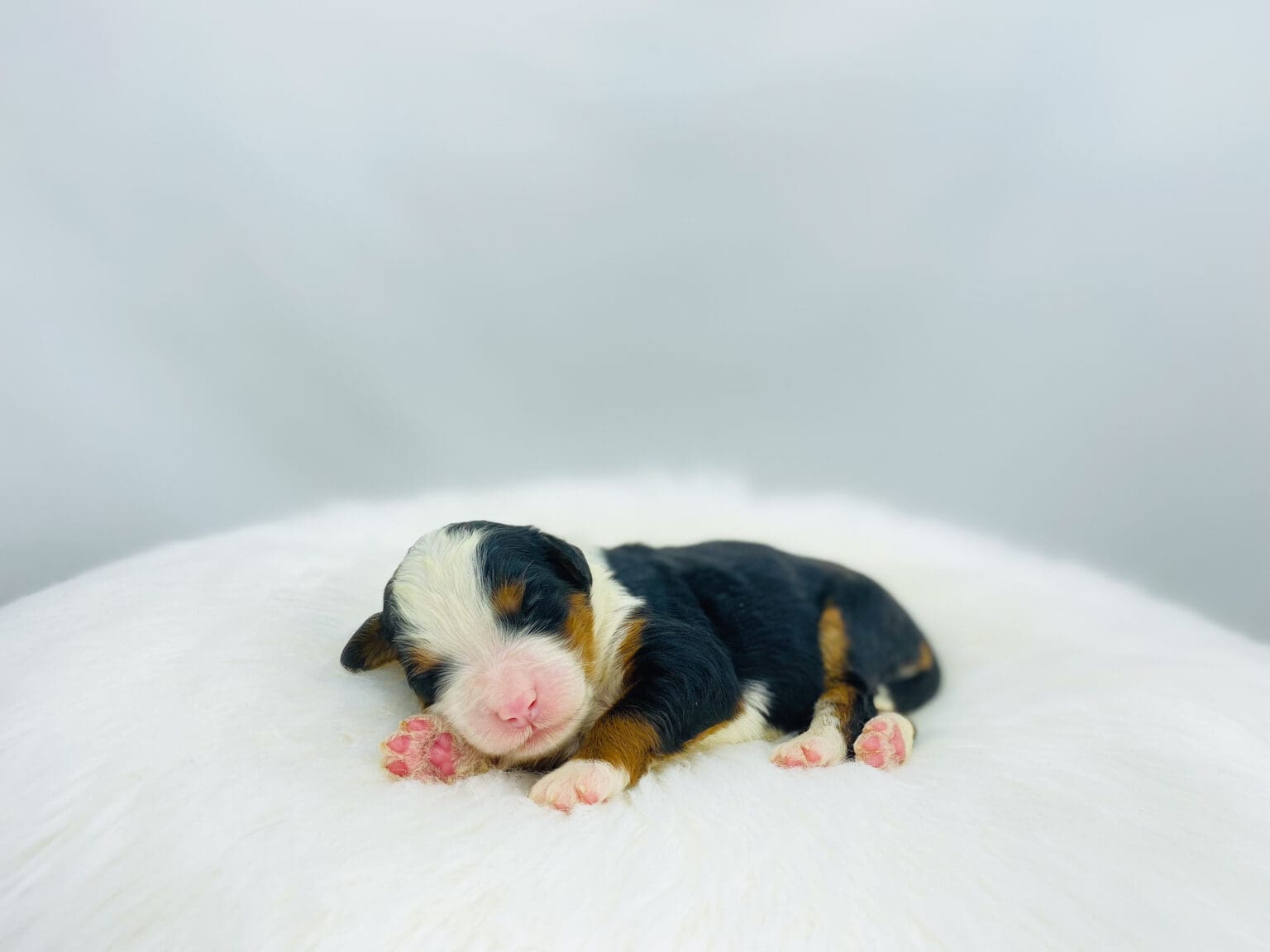 I am just a tiny baby and would love to join your family soon! Of course, you can’t see how cute and curly I will be when I get older, so the Dog Club will send updated photos when I am about 6 to 7 weeks old, if you choose to adopt me. Infant puppy deposits are refundable or transferrable.