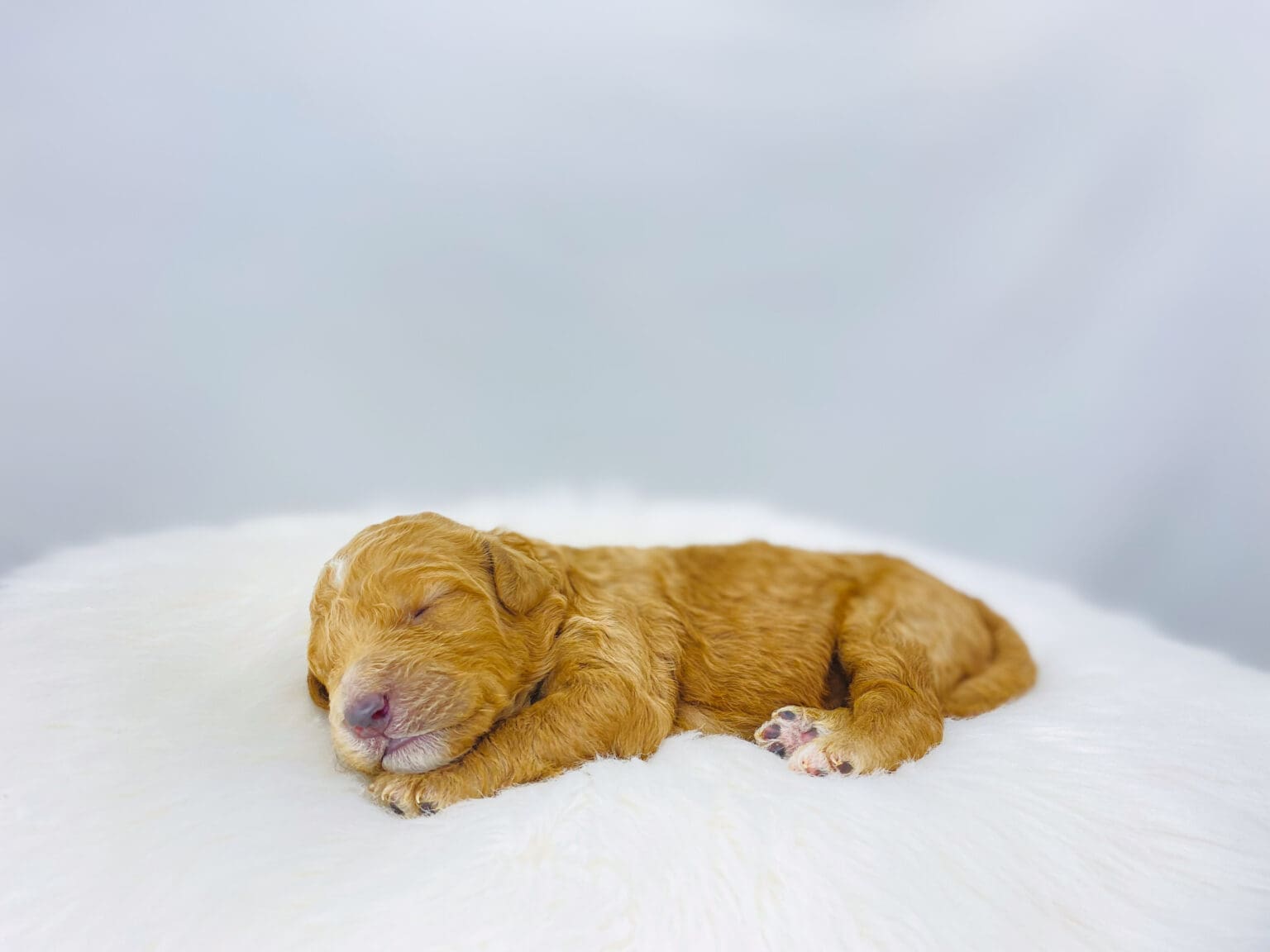 I am just a tiny baby and would love to join your family soon! Of course, you can’t see how cute and curly I will be when I get older, so the Dog Club will send updated photos when I am about 6 to 7 weeks old, if you choose to adopt me. Infant puppy deposits are refundable or transferrable.