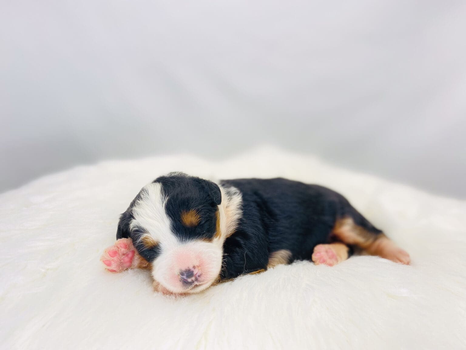 I am just a tiny baby and would love to join your family soon! Of course, you can’t see how cute and curly I will be when I get older, so the Dog Club will send updated photos when I am about 6 to 7 weeks old, if you choose to adopt me. Infant puppy deposits are refundable or transferrable.