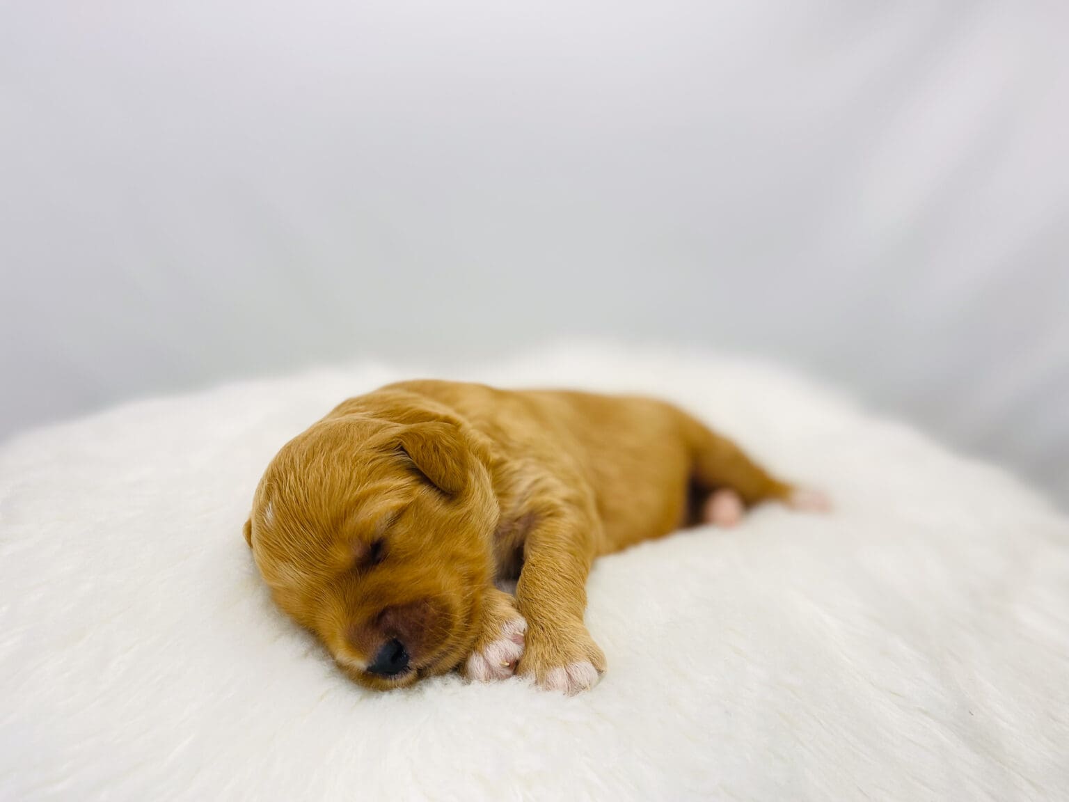 I am just a tiny baby and would love to join your family soon! Of course, you can’t see how cute and curly I will be when I get older, so the Dog Club will send updated photos when I am about 6 to 7 weeks old, if you choose to adopt me. Infant puppy deposits are refundable or transferrable.