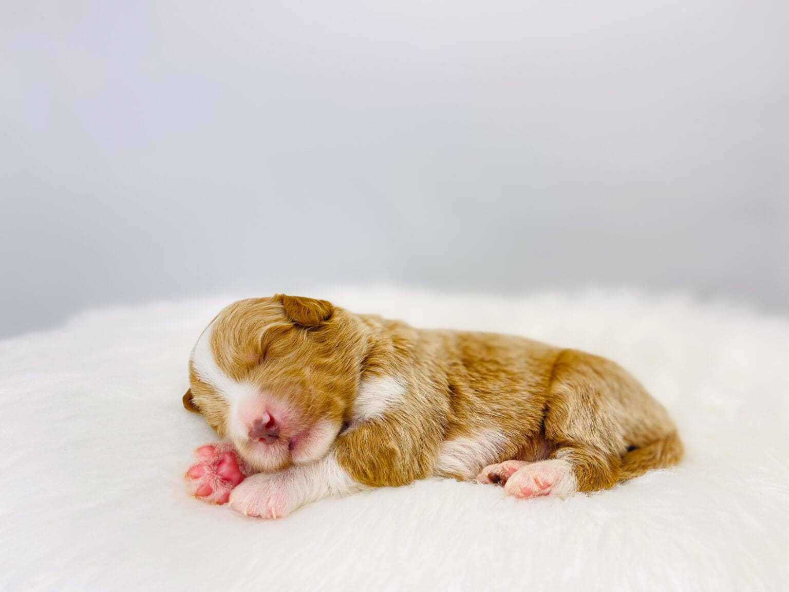 I am just a tiny baby and would love to join your family soon! Of course, you can’t see how cute and curly I will be when I get older, so the Dog Club will send updated photos when I am about 6 to 7 weeks old, if you choose to adopt me. Infant puppy deposits are refundable or transferrable.