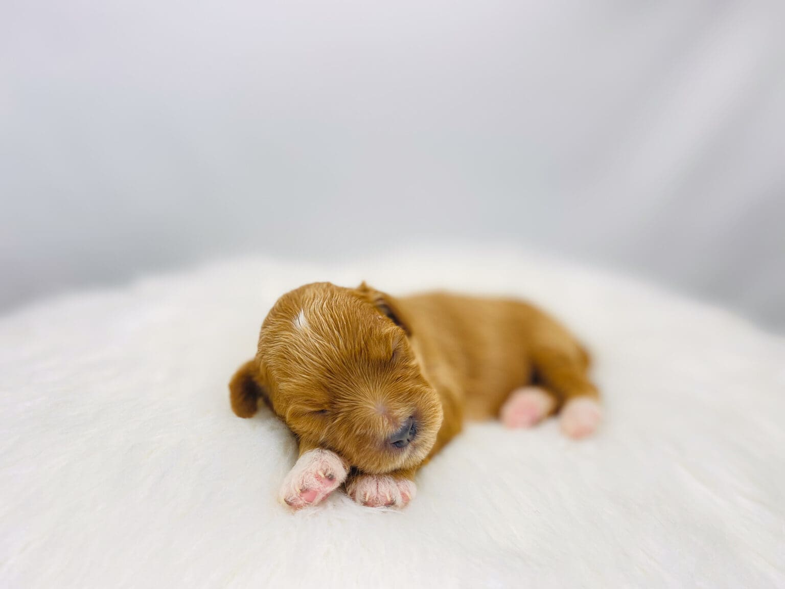 I am just a tiny baby and would love to join your family soon! Of course, you can’t see how cute and curly I will be when I get older, so the Dog Club will send updated photos when I am about 6 to 7 weeks old, if you choose to adopt me. Infant puppy deposits are refundable or transferrable.