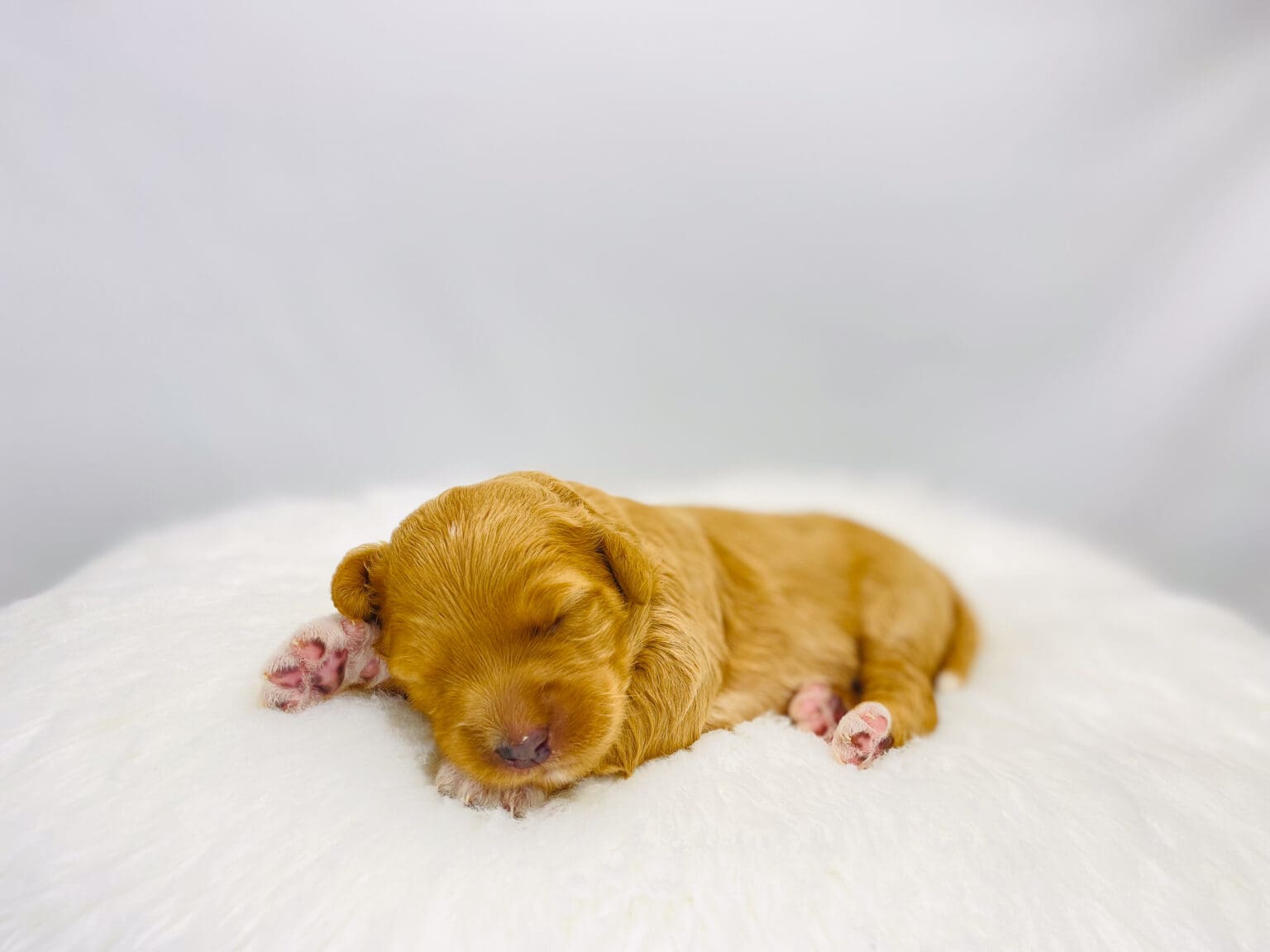 I am just a tiny baby and would love to join your family soon! Of course, you can’t see how cute and curly I will be when I get older, so the Dog Club will send updated photos when I am about 6 to 7 weeks old, if you choose to adopt me. Infant puppy deposits are refundable or transferrable.