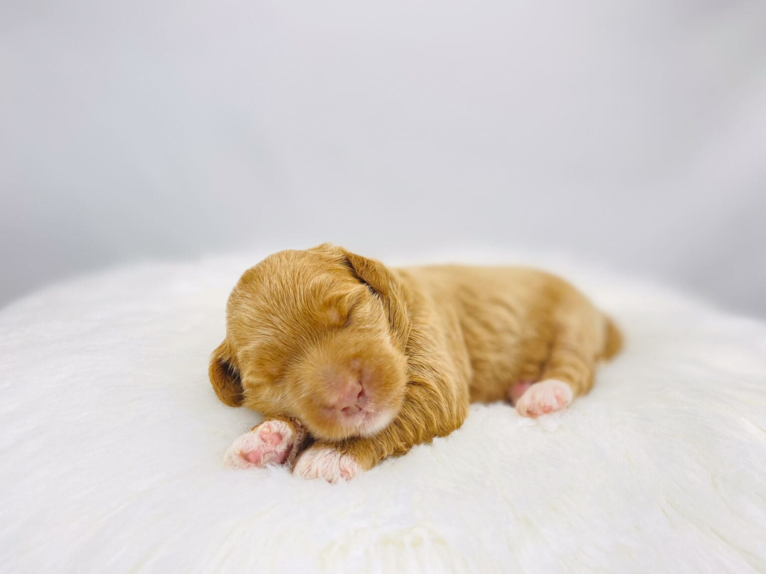 I am just a tiny baby and would love to join your family soon! Of course, you can’t see how cute and curly I will be when I get older, so the Dog Club will send updated photos when I am about 6 to 7 weeks old, if you choose to adopt me. Infant puppy deposits are refundable or transferrable.